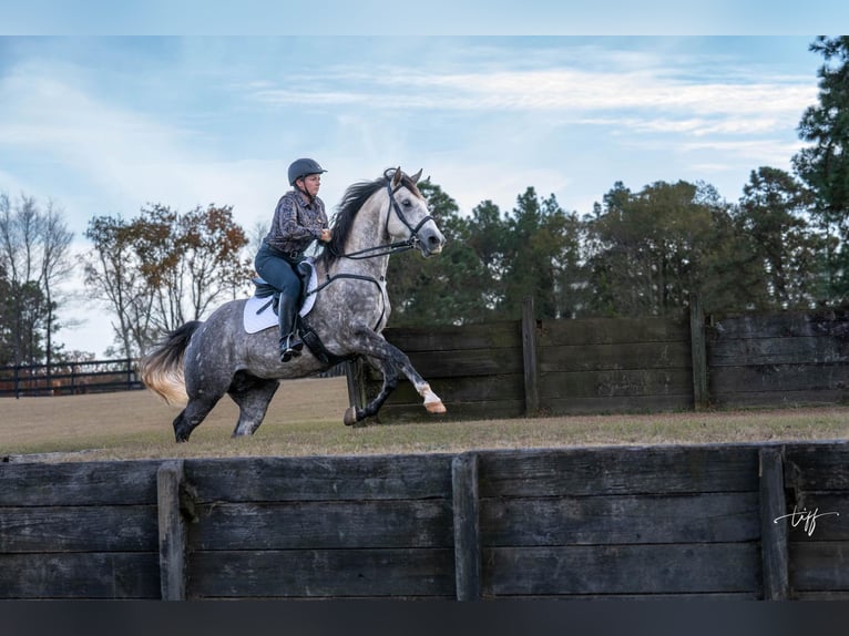 Quarter horse américain Jument 7 Ans 152 cm Gris pommelé in Pomaria SC