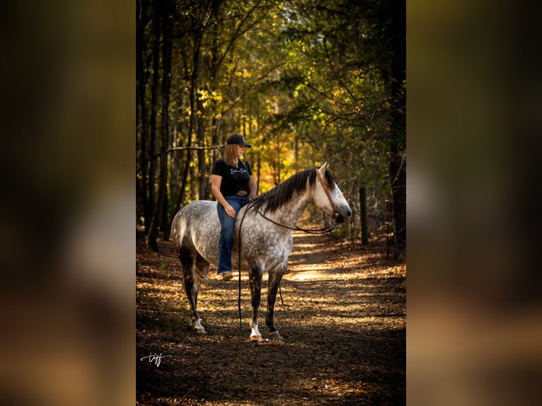 Quarter horse américain Jument 7 Ans 152 cm Gris pommelé in Pomaria SC