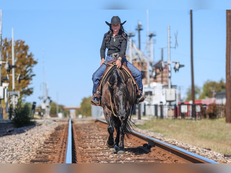 Quarter horse américain Jument 7 Ans 152 cm Grullo in Joshua