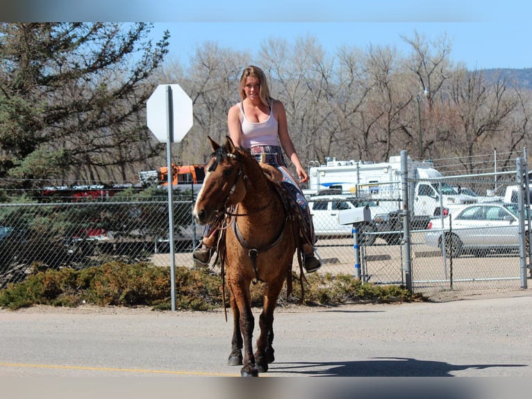 Quarter horse américain Jument 7 Ans 152 cm Isabelle in Fort Collins CO