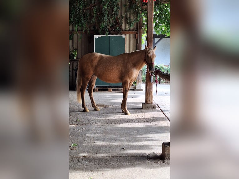 Quarter horse américain Croisé Jument 7 Ans 152 cm Palomino in Andernach