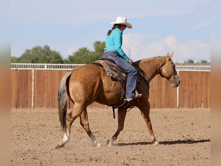 Quarter horse américain Jument 7 Ans 152 cm Palomino in Belen
