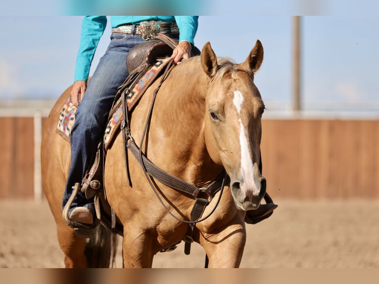 Quarter horse américain Jument 7 Ans 152 cm Palomino in Belen