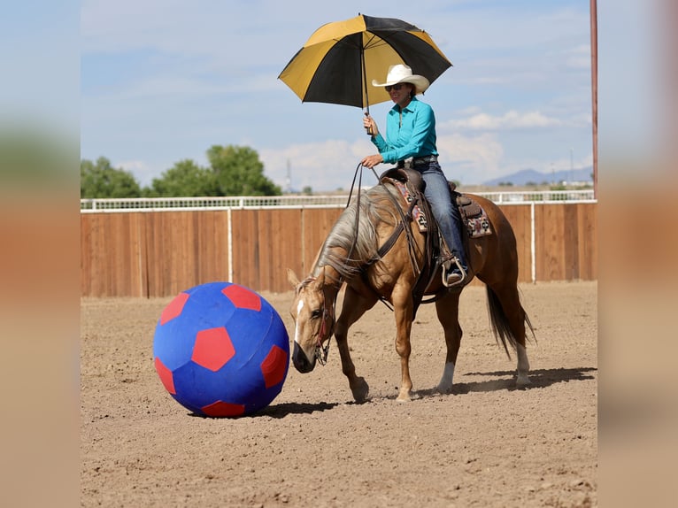 Quarter horse américain Jument 7 Ans 152 cm Palomino in Belen