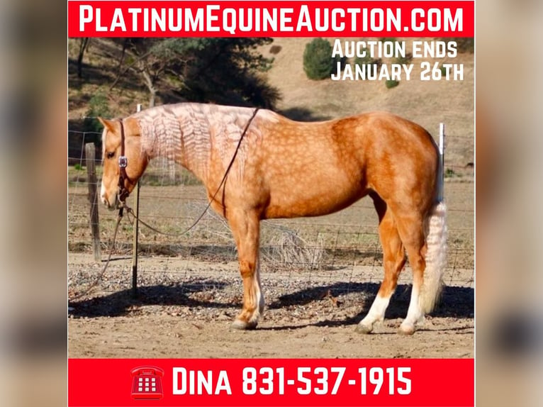 Quarter horse américain Jument 7 Ans 152 cm Palomino in PAICINES, CA