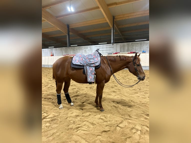 Quarter horse américain Jument 7 Ans 153 cm Alezan in Stephanskirchen