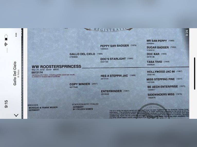 Quarter horse américain Jument 7 Ans 153 cm Gris in sant joan de les abadesses