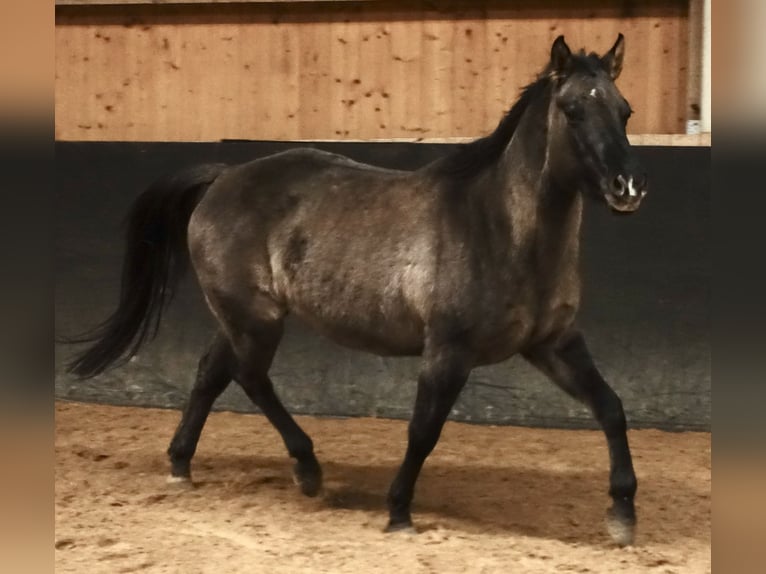 Quarter horse américain Jument 7 Ans 153 cm Grullo in Weißenhorn