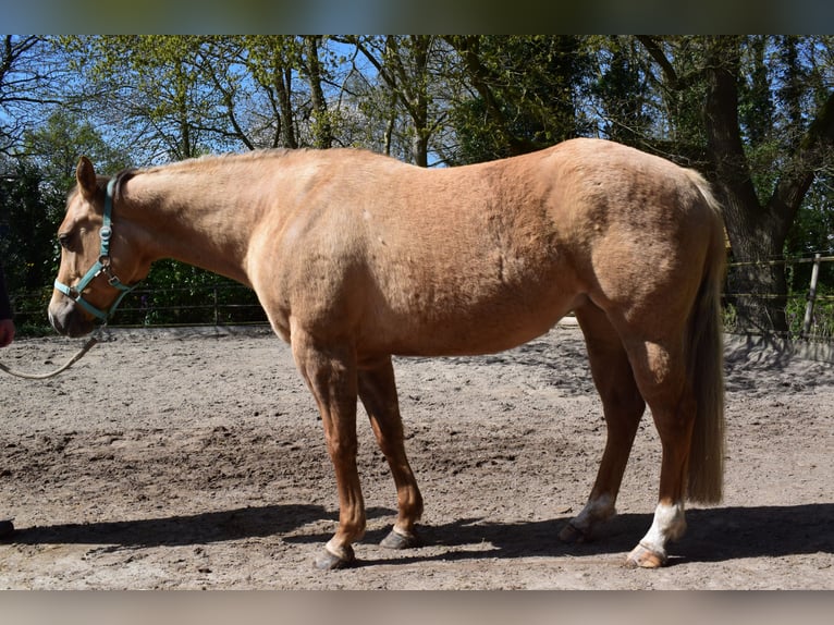 Quarter horse américain Jument 7 Ans 154 cm Dunalino in Groningen