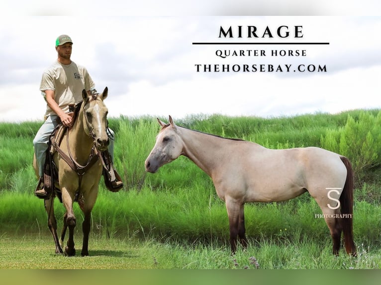 Quarter horse américain Jument 7 Ans 155 cm Buckskin in Mckinney, TX