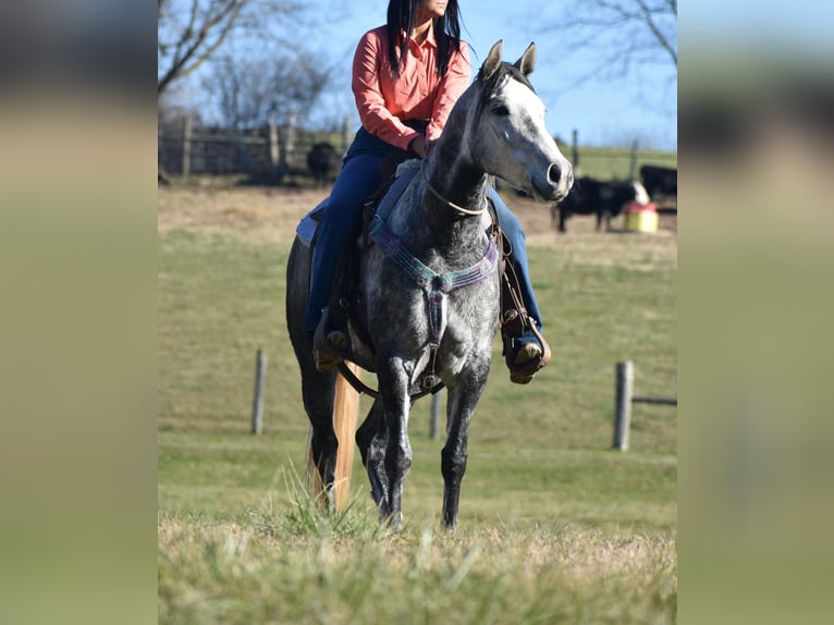 Quarter horse américain Jument 7 Ans 155 cm Gris in Carlisle, KY