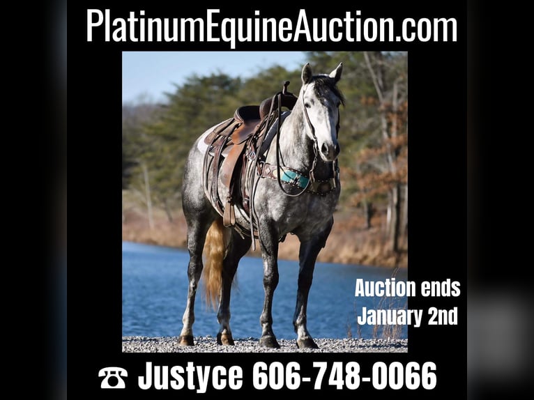 Quarter horse américain Jument 7 Ans 155 cm Gris in Carlisle, KY