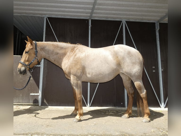 Quarter horse américain Jument 7 Ans 155 cm Rouan Rouge in Herborn