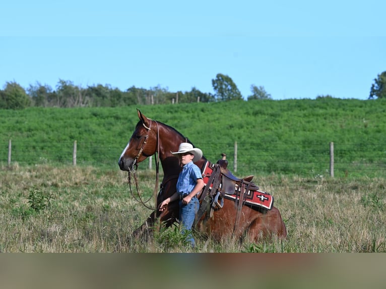 Quarter horse américain Jument 7 Ans 157 cm Bai cerise in Millersburg