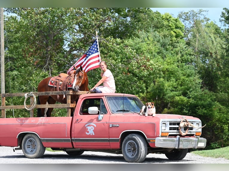 Quarter horse américain Jument 7 Ans 157 cm Bai cerise in Millersburg