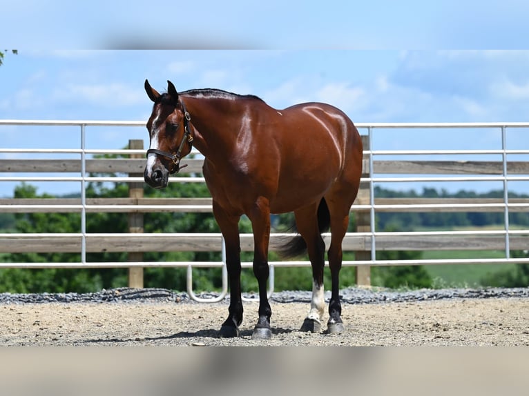 Quarter horse américain Jument 7 Ans 157 cm Bai cerise in Millersburg