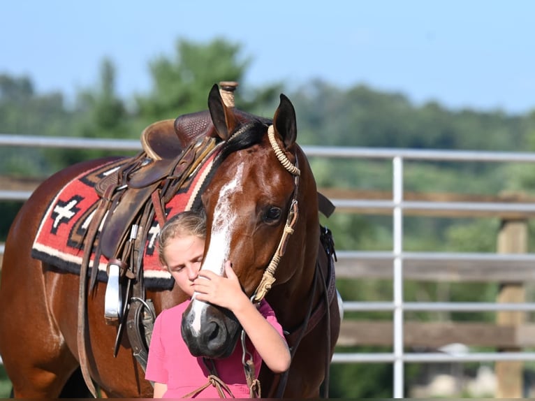 Quarter horse américain Jument 7 Ans 157 cm Bai cerise in Millersburg