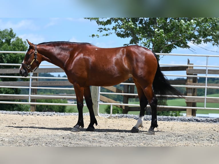 Quarter horse américain Jument 7 Ans 157 cm Bai cerise in Millersburg