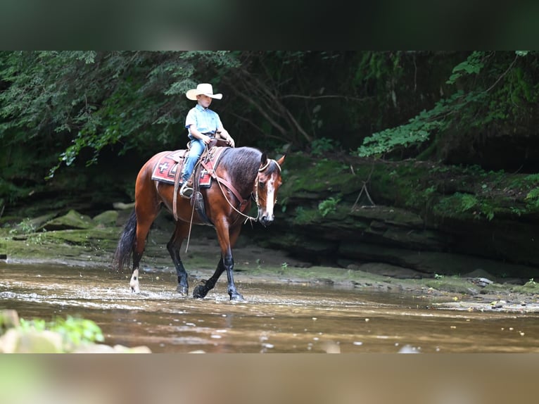 Quarter horse américain Jument 7 Ans 157 cm Bai cerise in Millersburg