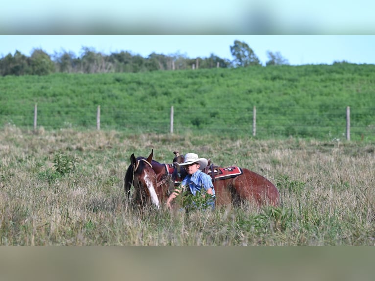 Quarter horse américain Jument 7 Ans 157 cm Bai cerise in Millersburg