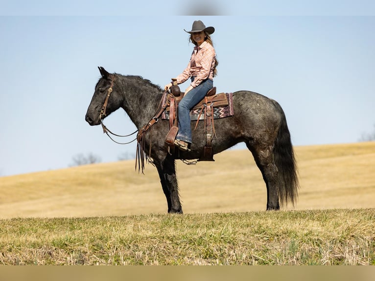 Quarter horse américain Jument 7 Ans 157 cm Rouan Bleu in Ewing KY