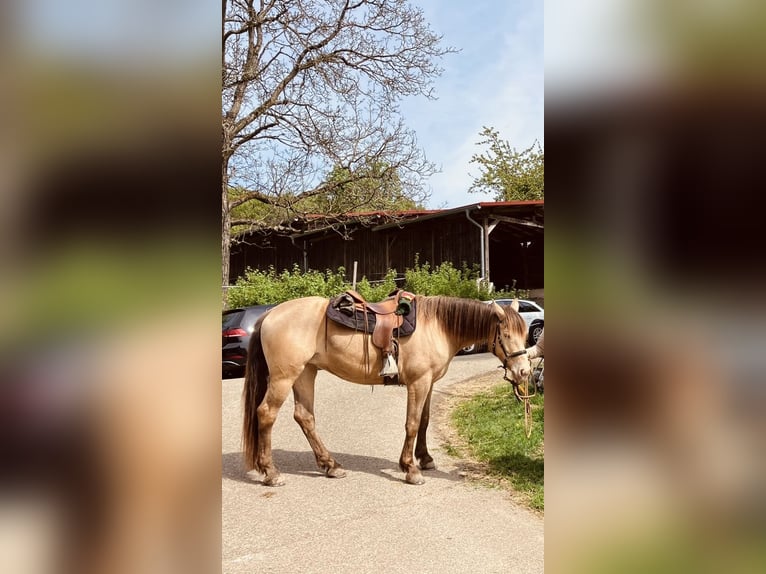 Quarter horse américain Croisé Jument 7 Ans 158 cm Champagne in Oberndorf Quarter horse américain Croisé Jument 7 Ans 158 cm Champagne in Oberndorf