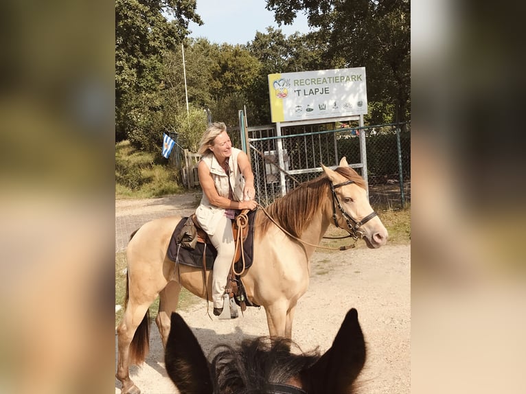 Quarter horse américain Croisé Jument 7 Ans 158 cm Champagne in Oberndorf Quarter horse américain Croisé Jument 7 Ans 158 cm Champagne in Oberndorf