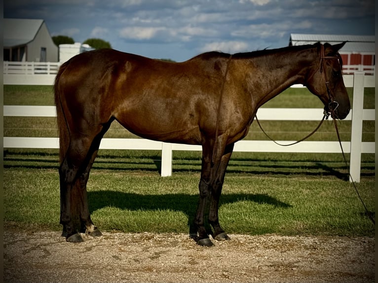 Quarter horse américain Jument 7 Ans 160 cm Bai cerise in Whitesboro