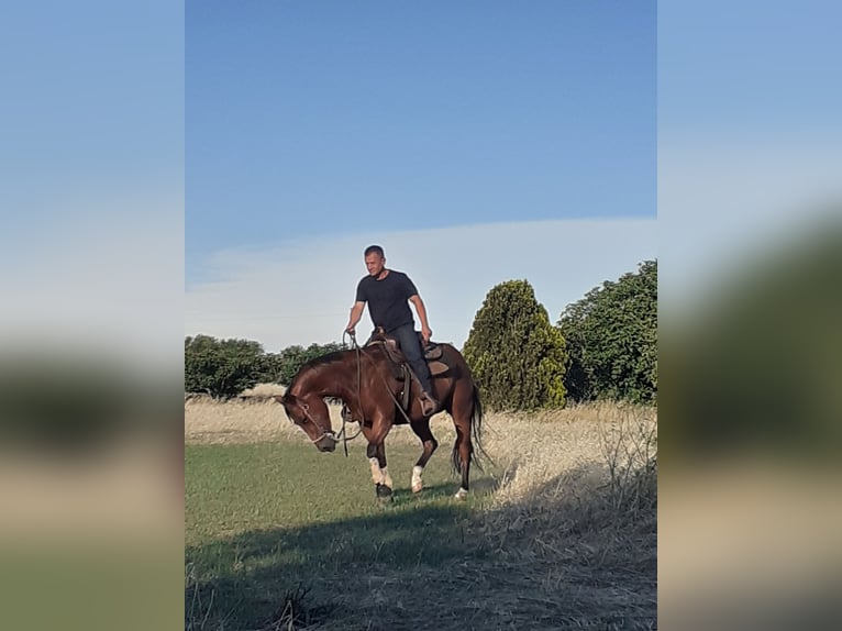 Quarter horse américain Jument 7 Ans 160 cm Bai clair in Mesagne