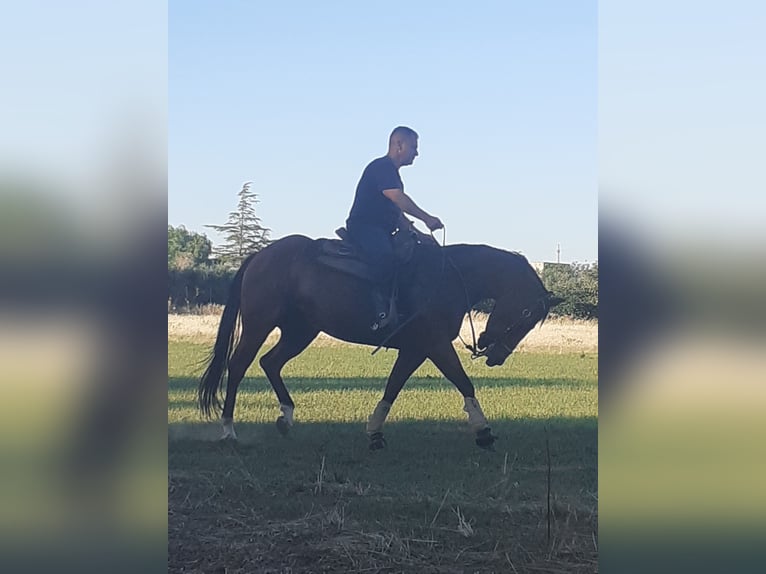 Quarter horse américain Jument 7 Ans 160 cm Bai clair in Mesagne