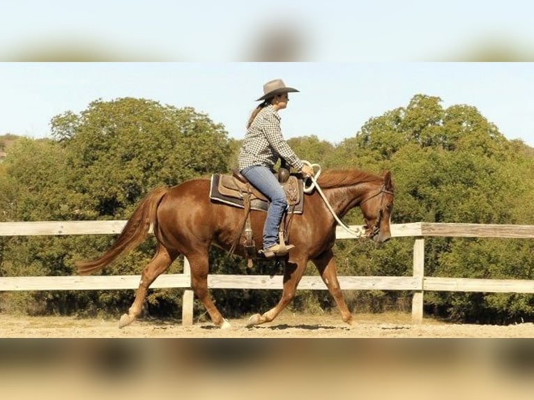 Quarter horse américain Jument 7 Ans 163 cm Alezan brûlé in Huntington