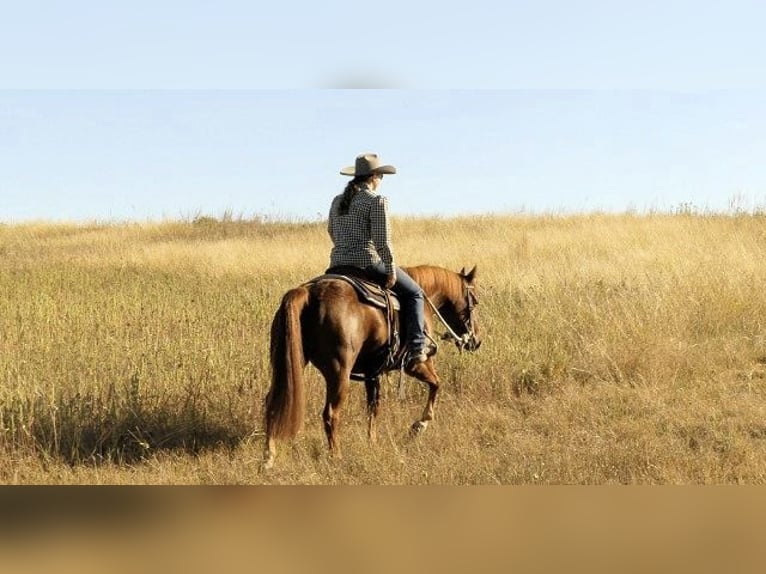 Quarter horse américain Jument 7 Ans 163 cm Alezan brûlé in Huntington