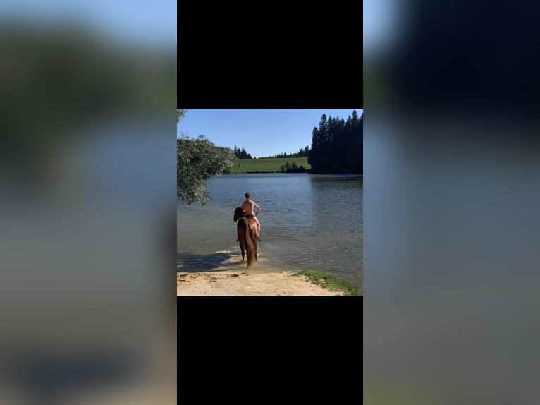 Quarter horse américain Jument 7 Ans 163 cm Alezan in Winterbach