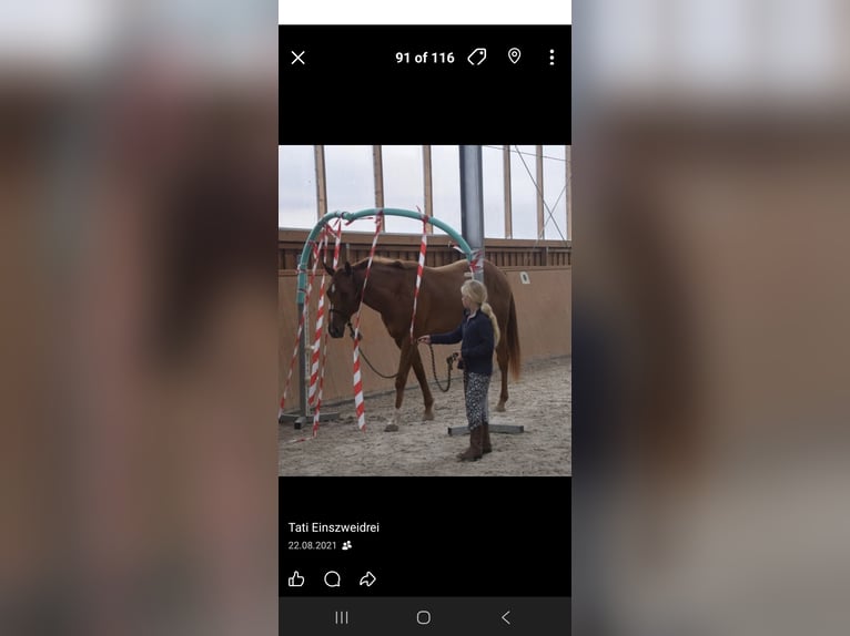 Quarter horse américain Jument 7 Ans 163 cm Alezan in Winterbach