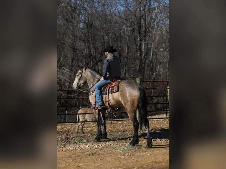 Quarter horse américain Jument 7 Ans 168 cm Buckskin in Santa Fe, TN