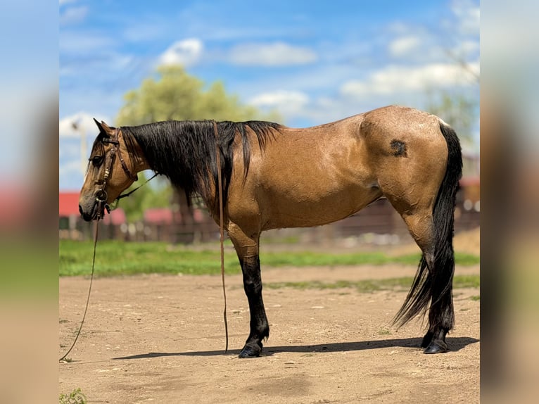 Quarter horse américain Jument 7 Ans 173 cm Buckskin in Fort Collins