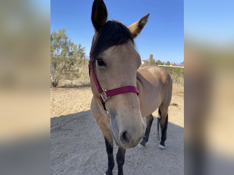 Quarter horse américain Jument 7 Ans 173 cm Buckskin in Fort Collins
