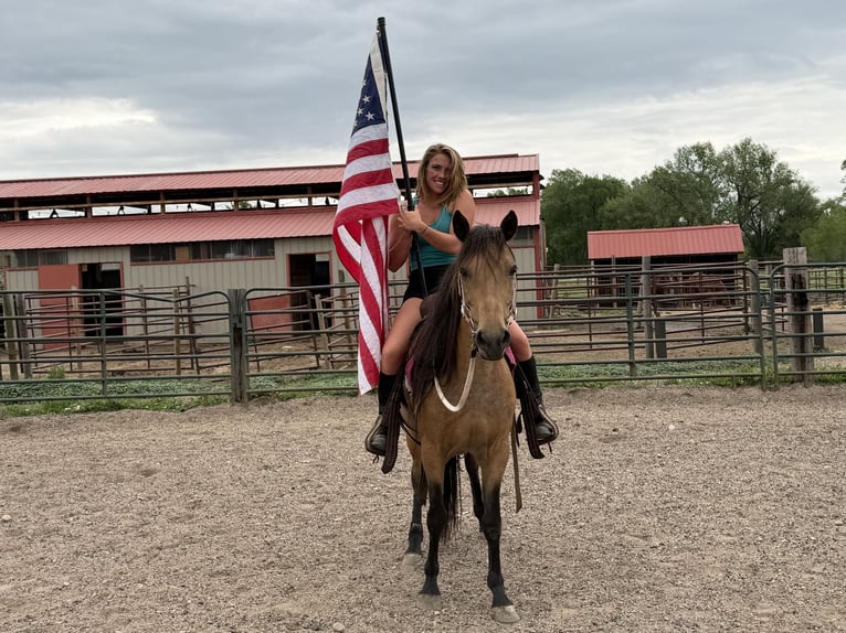 Quarter horse américain Jument 7 Ans 173 cm Buckskin in Fort Collins