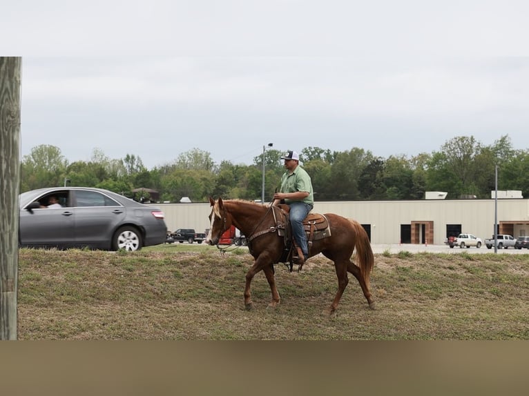 Quarter horse américain Jument 7 Ans Alezan cuivré in Herrick