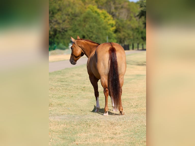 Quarter horse américain Jument 7 Ans Alezan dun in Terrell