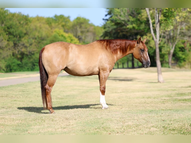 Quarter horse américain Jument 7 Ans Alezan dun in Terrell