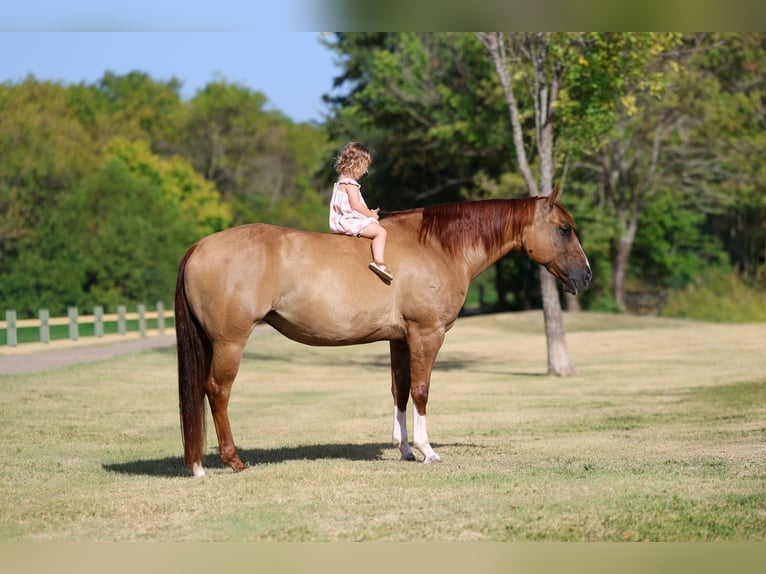Quarter horse américain Jument 7 Ans Alezan dun in Terrell