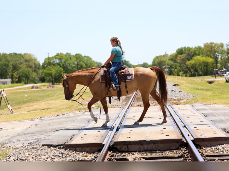 Quarter horse américain Jument 7 Ans Alezan dun in Terrell