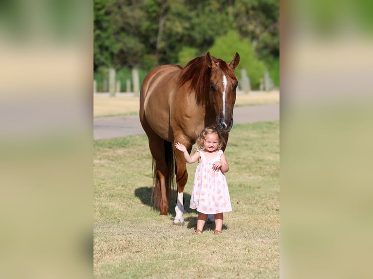 Quarter horse américain Jument 7 Ans Alezan dun in Terrell