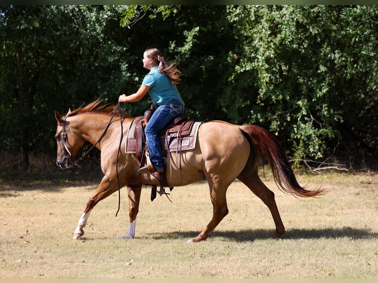 Quarter horse américain Jument 7 Ans Alezan dun in Terrell