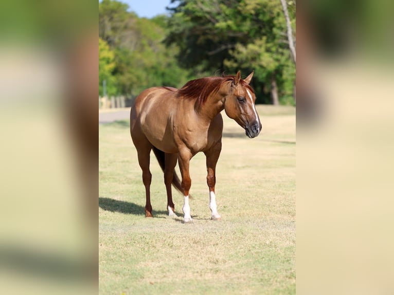 Quarter horse américain Jument 7 Ans Alezan dun in Forney