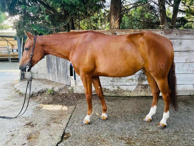 Quarter horse américain Jument 7 Ans Alezan in Mantova