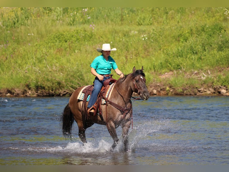 Quarter horse américain Jument 7 Ans Grullo in Clarion