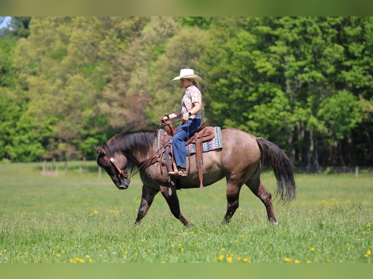 Quarter horse américain Jument 7 Ans Grullo in Clarion