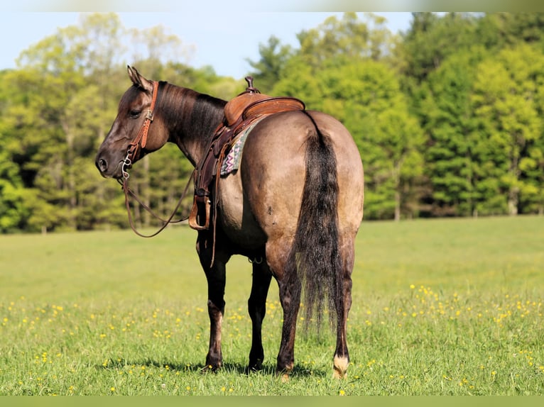 Quarter horse américain Jument 7 Ans Grullo in Clarion